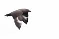 South Polar Skua